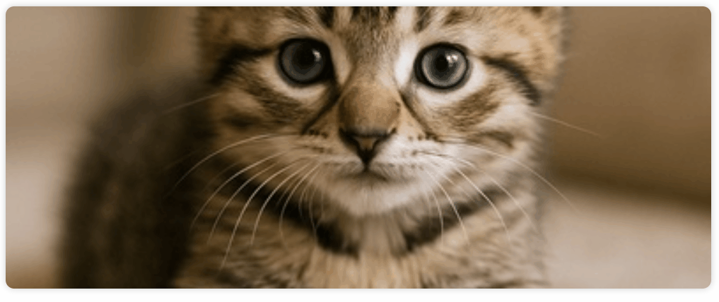 GIF de um cachorro correndo